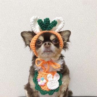 にんじん?だワン にんじん?だワン チワワ,犬,小型犬の写真素材