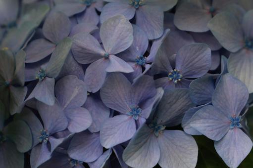 紫陽花 紫陽花,装飾花,青紫の写真素材