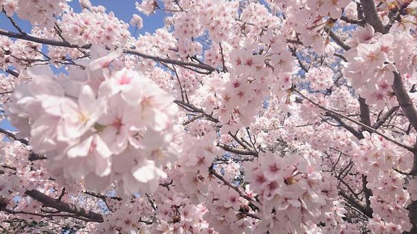 桜の写真