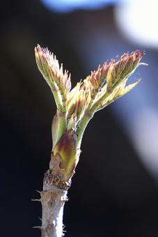 タラの芽 タラの芽の写真