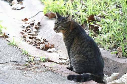 公園ネコ　沖縄県　那覇市 ネコ,ねこ,動物の写真素材