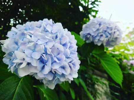紫陽花 紫陽花の写真