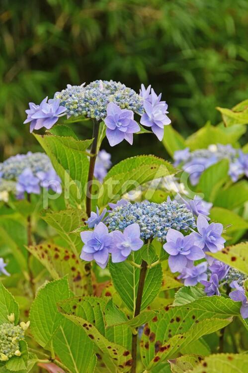 アジサイの花 あじさい,紫陽花,花の写真素材