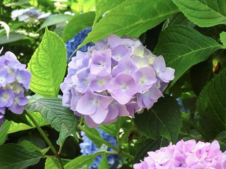 薄いピンクと紫の紫陽花 アジサイ,あじさい,ピンクの写真素材