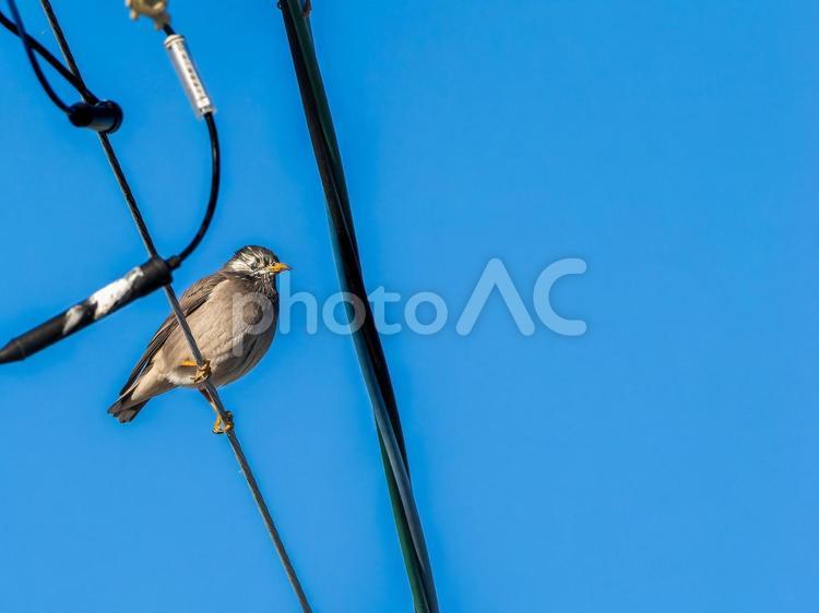 電線に止まるムクドリ・コピースペース ムクドリ,椋鳥,野鳥の写真素材