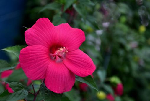 芙蓉の花 芙蓉,花,花壇の写真素材