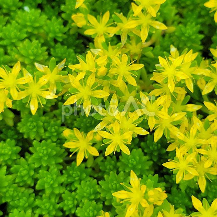 星型の花の咲いたセダム　多肉植物の背景　 花,星型,植物の写真素材