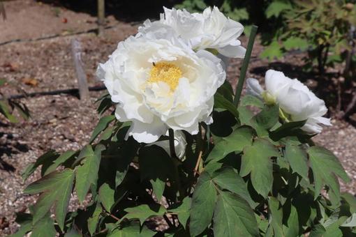 獅子に牡丹の写真