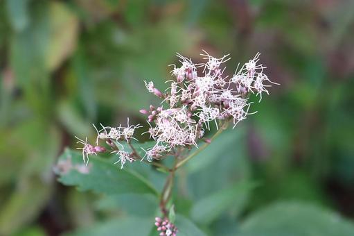 植物　フジバカマ フジバカマ,植物,花の写真素材