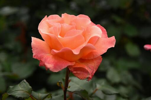 バラ バラ,薔薇,ばらの写真素材