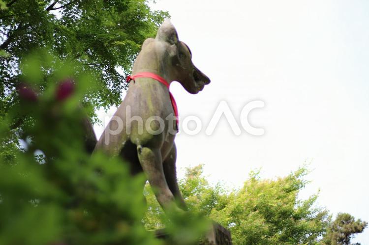 伏見稲荷のキツネ 空,狐,像の写真素材