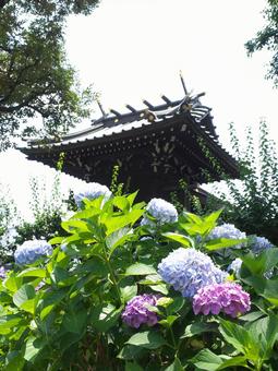 Photo, hydrangea, family, lofty dream, 