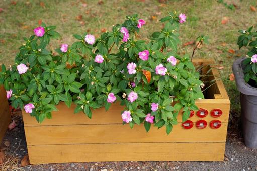 六文銭花壇とインパチェンスの花 インパチェンス,秋,六文銭の写真素材