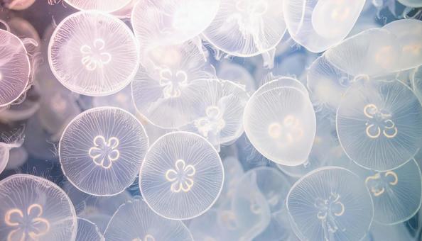 海月のテクスチャ 海月のテクスチャの写真