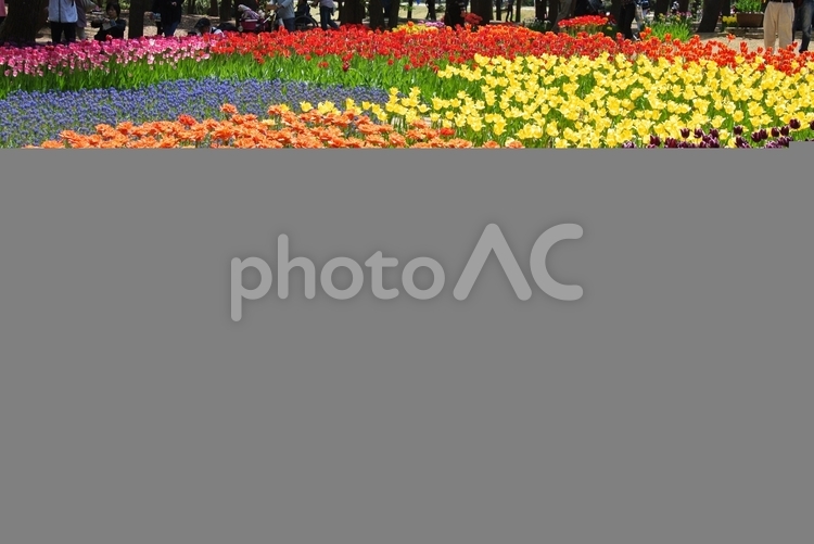 国営ひたち海浜公園のポピー のどか,ひたちなか市,ひたち海浜公園の写真素材