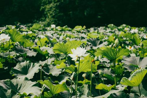 フィルム風の群生の蓮 フィルム風の群生の蓮 蓮の花,蓮の葉,フィルム風の写真素材