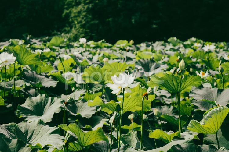 フィルム風の群生の蓮 蓮の花,蓮の葉,フィルム風の写真素材