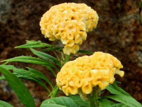 【花の写真】黄色いケイトウの花 【花の写真】黄色いケイトウの花の写真