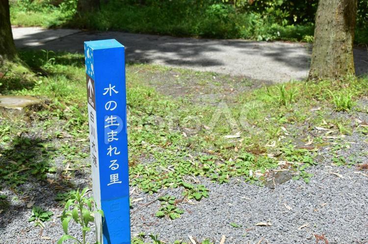 白川水源　阿蘇　熊本　九州 阿蘇,風景,熊本の写真素材