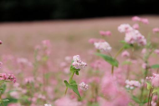 赤蕎麦の花 赤蕎麦の花 赤蕎麦,蕎麦の花,赤蕎麦の花の写真素材