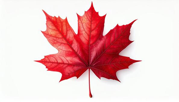 紅葉シンボル 白バック 紅葉シンボル 白バックの写真