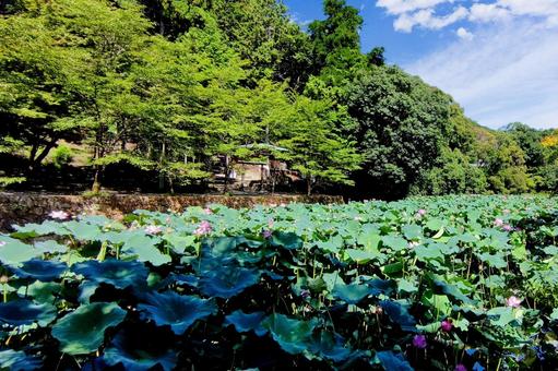 蓮華の花の池 蓮,蓮華,池の写真素材