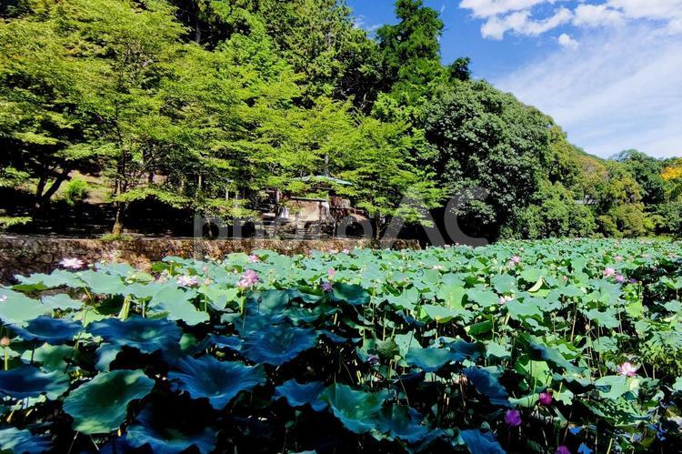 蓮華の花の池 蓮,蓮華,池の写真素材