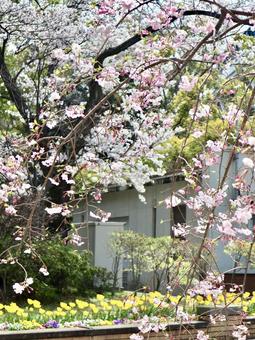 桜 桜の写真
