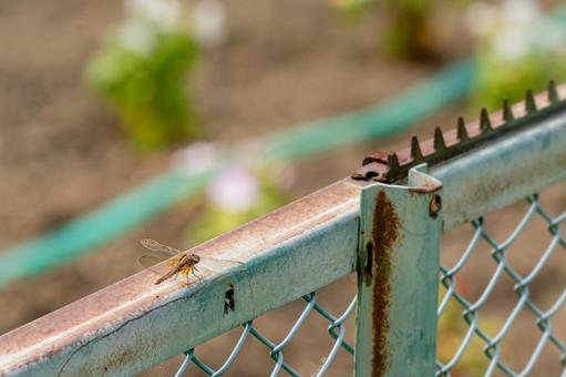 Photo, dragonfly, insect, fence, 