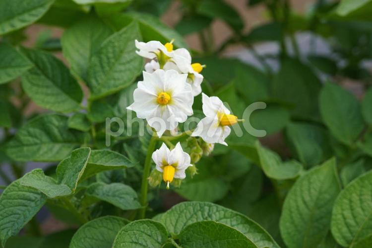 ジャガイモの花（とうや）14 じゃがいも,ジャガイモの花,白い花の写真素材