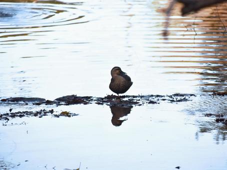 Spot-billed ducks reflected on the water surface, JPG