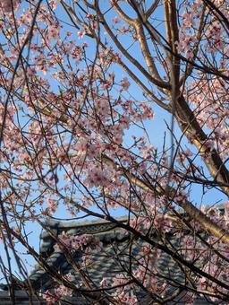 満開の桜 満開の桜 桜,花,春の写真素材