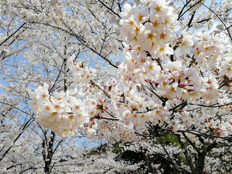 満開の桜と青い空 桜,満開,咲くの写真素材