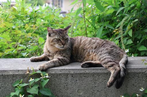 草むらのコンクリートブロックの上のトラ猫 草むらのコンクリートブロックの上のトラ猫の写真