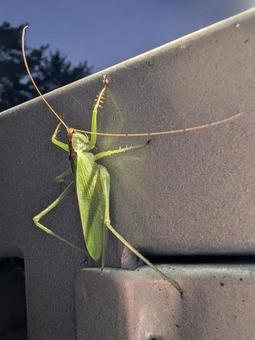 キリギリス キリギリス,バッタ,昆虫の写真素材