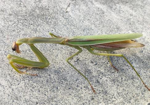 オオカマキリの写真