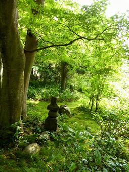 初夏を迎えたお寺の緑深い庭園の写真