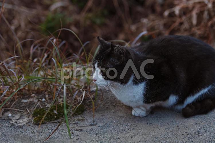 向こうをじーっと見つめるハチワレ猫 ハチワレ猫,地域猫,サクラネコの写真素材