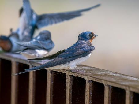 柵にとまるツバメ 柵にとまるツバメの写真