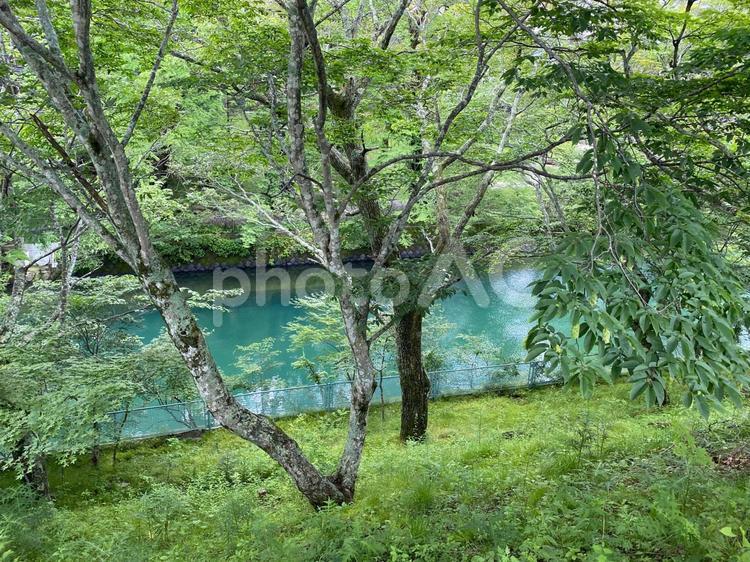 森と緑の川 緑,川,自然の写真素材