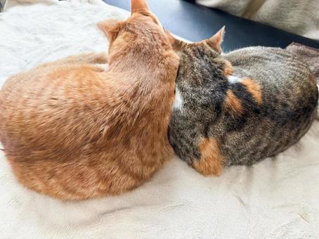 肩を寄せ合う2人 肩を寄せ合う2人 三毛猫,くっつく,2匹の写真素材