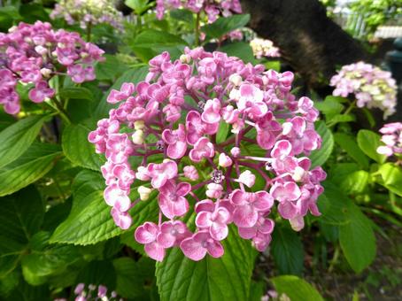 街中の植え込みに咲くウズアジサイ ウズアジサイ,紫陽花,花の写真素材