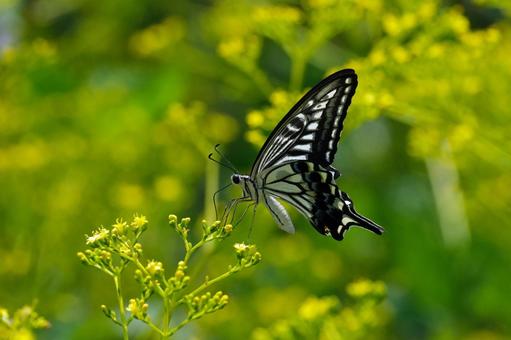 オミナエシの蜜を吸うアゲハ オミナエシの蜜を吸うアゲハの写真