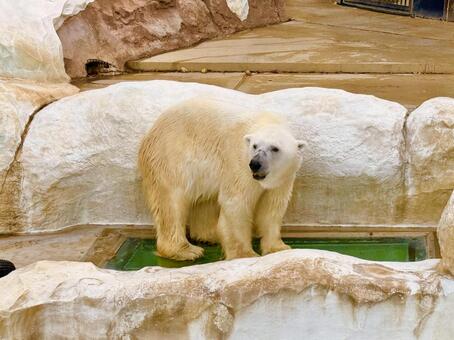 上野動物園のホッキョクグマ ホッキョクグマ,シロクマ,背景の写真素材