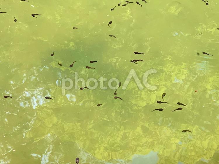 初夏の池とオタマジャクシ おたまじゃくし,カエル,幼生の写真素材