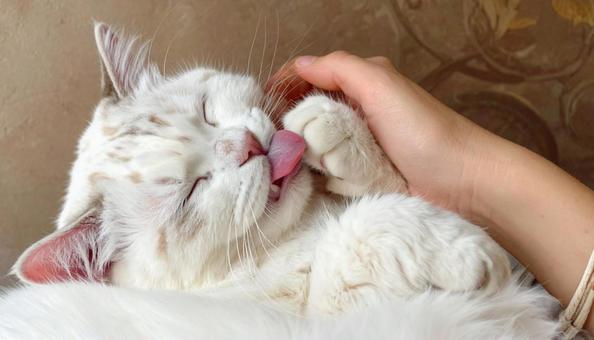 可愛い猫 可愛い猫の写真