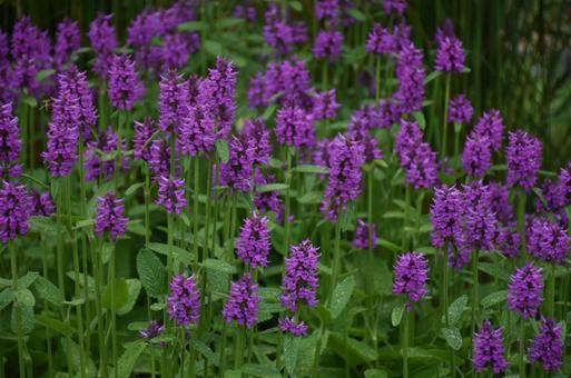 紫色のお花 ③ 紫色のお花 ③ 北海道,夏,屋外の写真素材