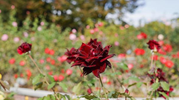 【花の写真】ばらの花 rose,植物,園芸の写真素材
