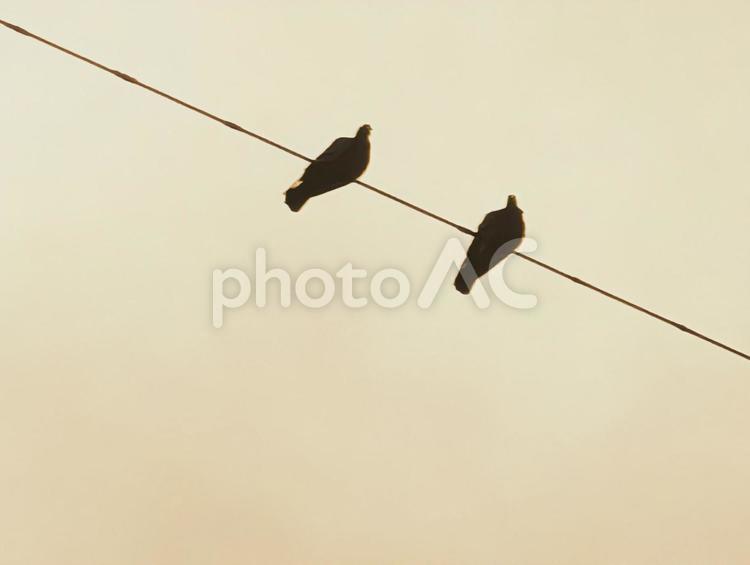 夕暮れに電線に留まる2羽の鳥 フィルム,夕暮れ,レトロの写真素材