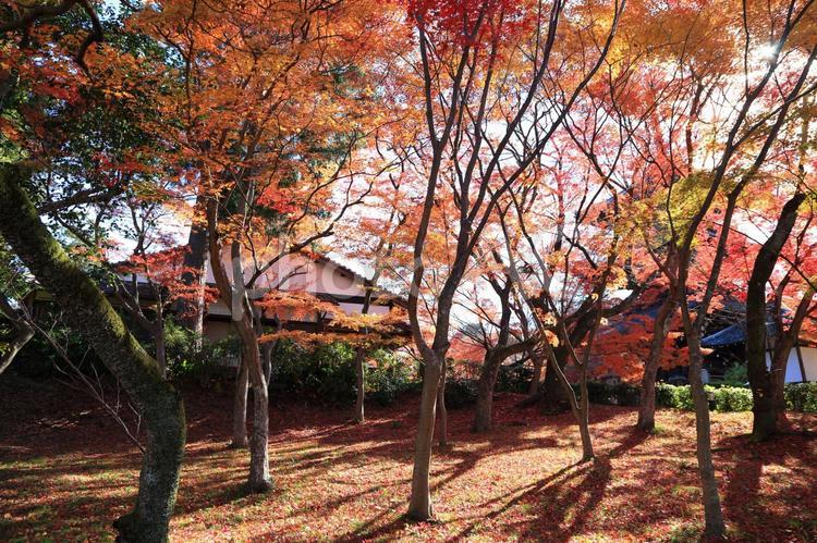 美しい京都の秋、紅葉の風景 紅葉,紅葉狩り,モミジの写真素材